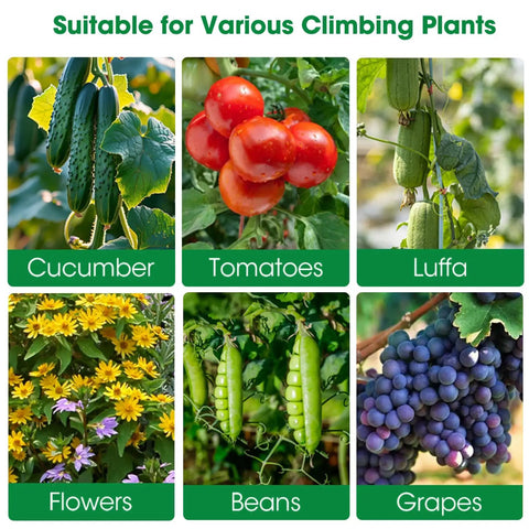 Collage of cucumbers, tomatoes, luffa, yellow flowers, beans, and grapes. Suitable for U Shaped Metal Garden Trellis For Climbing Cucumbers And Vines.