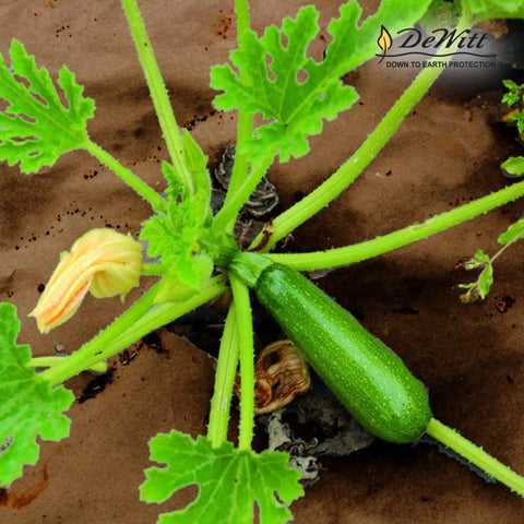 Green zucchini plant on Natural Organic Paper Mulch Ground Cover Mat For Veggie Gardens Black 3 By 300 Feet