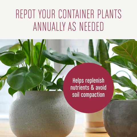 Top Shelf 4 Quart Indoor Plant Potting Mix Loaded With Fast Feeding Fertilizer Keeps Your Container Houseplants Poppin Without Any Drama While Fueling Bold New Leaves Through Spring And Summer in decorative plant pots.