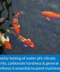 Koi fish swimming in clear pond water, illustrating importance of testing water pH, nitrite, nitrate, and hardness.