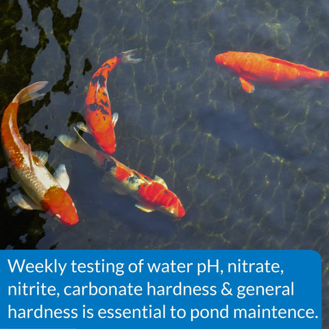 Koi fish swimming in clear pond water, illustrating importance of testing water pH, nitrite, nitrate, and hardness.