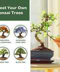 Complete Bonsai Tree Kit for Beginners, DIY Starter Set With 4 Exotic Species Jacaranda Flame Tree Japanese Black Pine and More displayed