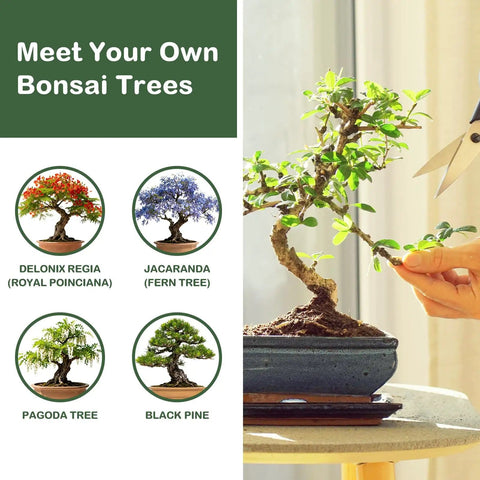 Complete Bonsai Tree Kit for Beginners, DIY Starter Set With 4 Exotic Species Jacaranda Flame Tree Japanese Black Pine and More displayed