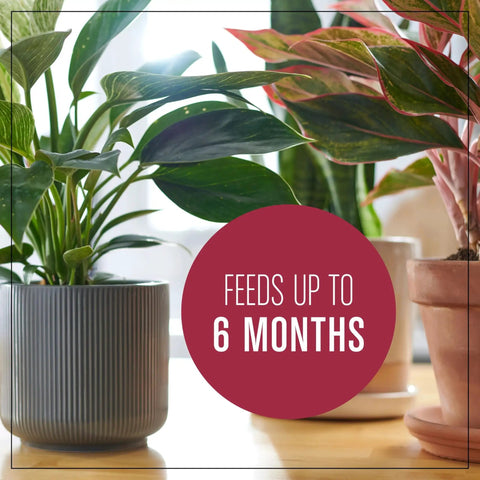 Top Shelf 4 Quart Indoor Plant Potting Mix Loaded With Fast Feeding Fertilizer Keeps Your Container Houseplants Poppin Without Any Drama While Fueling Bold New Leaves Through Spring And Summer in a stylish gray pot with thriving greens.