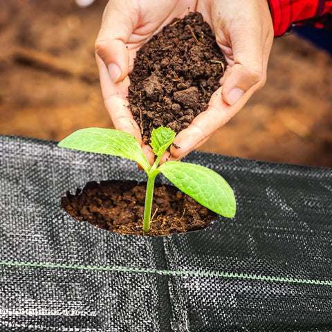 Person planting seedling in Tough As Nails Heavy Duty Garden Weed Barrier Fabric With Planting Holes 26 By 6.5 Feet