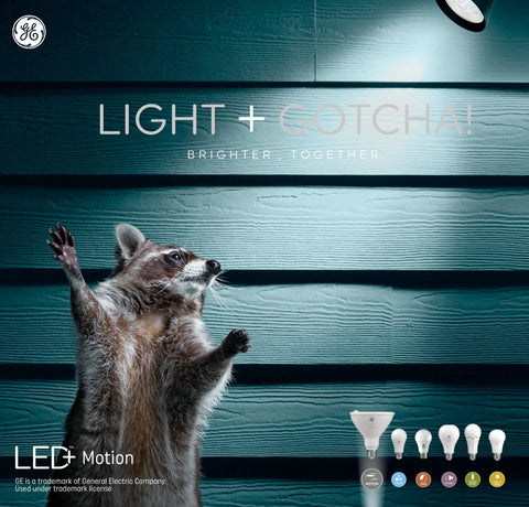 Motion Activated LED Flood Lights PAR38 Linkable Outdoor Security Light Bulbs illuminating raccoon at night