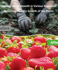 Before and after results of Heavy Duty Biodegradable Paper Weed Barrier 4 X 100 Ft Landscape Fabric Rolls for weeds and strawberries.