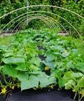 Heavy Duty Weed Barrier Landscape Fabric 3.2oz Premium Ground Cover Mat For Gardens And Pathways with plants growing over it