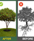 Comparison of healthy tree with 4 Pack 32.2 Inch Non Woven Tree Mulch Rings installed and unhealthy tree without them.