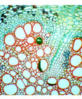Plant cell structure under 3MP USB Digital Microscope With Halogen Illumination, 40X To 2000X Magnification, Binocular Compound.