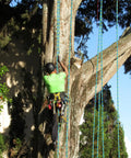 Arborist using Half Inch By Hundred Feet Arborist Tree Climbing Rope Forty Eight Strand Polyester Static Bull Line for tree climbing.