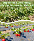 Six Foot By Three Hundred Foot Premium Weed Barrier Landscape Fabric 3.5oz Heavy Duty Garden Ground Cloth in use for strawberry patch
