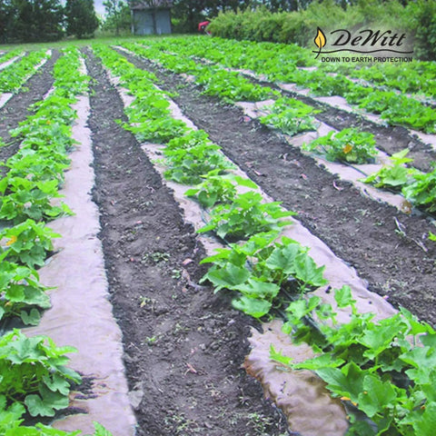 Natural Organic Paper Mulch Ground Cover Mat for Veggie Gardens Black 3 by 300 Feet installed in outdoor planting area