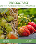 Comparison of unripe strawberries on bare soil and ripe strawberries on black landscape fabric weed barrier