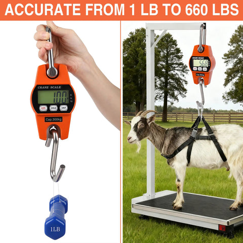 Heavy Duty 660Lb Digital Crane Scale Rock Solid Handheld Hanging Weight Meter measuring goat weight outdoors.