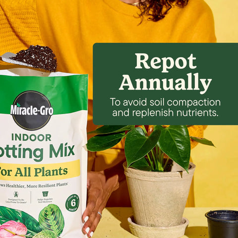 Start Your Indoor Plant Glow Up For Top Shelf Potting Mix For All Houseplants in a 6 quart bag beside a thriving houseplant.