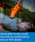 Ace Pond Water Test Strips Check PH Nitrites Nitrates And Hardness In Just Seconds Perfect For Backyard Koi Ponds And Garden Tanks, koi fish swimming in clear water.