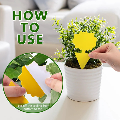 Hands placing Ultra Thick Yellow Sticky Traps For Fruit Flies And Fungus Gnats With 48 Pack in potted plant.