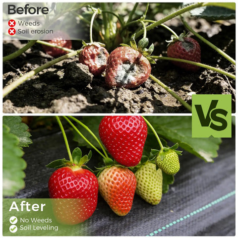 Heavy Duty Weed Blocker Landscape Fabric 3ft By 50ft Polypropylene Geotextile Ground Cover For Flower Beds And Driveways High Permeability Underlayment used for erosion control, showing before and after image of strawberry plants with no weeds or soil erosion.