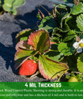 Heavy Duty 4 Mil Black Plastic Sheeting Weed Barrier For Outdoor Gardens covering soil with strawberries and leaves visible