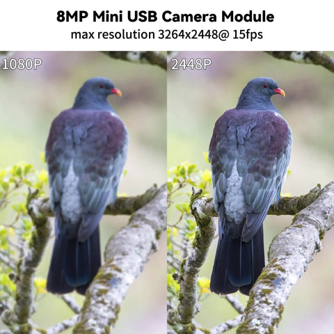 Comparison of pigeon image captured at 1080P and 2448P resolution using 8MP USB Camera Module With 3264x2448 HD Resolution, IMX179 Sensor.