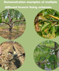 Examples of 20 Piece Fruit Tree Limb Spreader Set For Branch Support 10 Inch Spreader Tools installed on tree branches in orchard