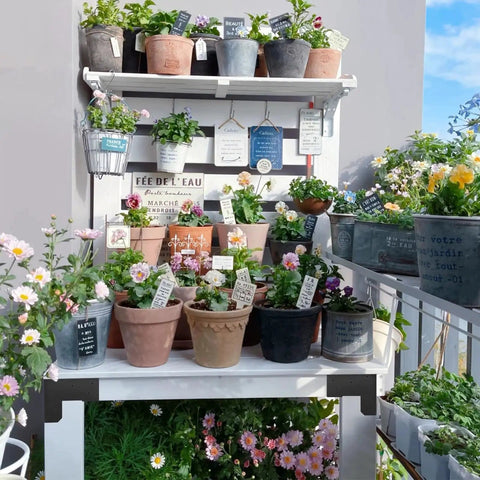 Assorted potted flowers displayed on a white outdoor shelf with decorative signs and blooms in various shapes and colors.
