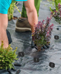 Installation of Heavy Duty U Shaped Galvanized Landscape Fabric Pins 200 Pack 6 Inch Garden Stakes on ground cover