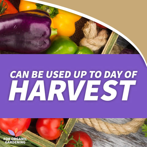 Colorful bell peppers and tomatoes with text stating can be used up to day of harvest in organic gardening context.