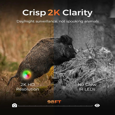 Hella Reliable LTE Cellular Trail Camera With 360 Degree Wide Angle And 2K Crisp Night Vision Live Streaming Built In Sim Card Cuts All Wifi Hassles For Straight Forward Wildlife Tracking And Backyard Scouting showcasing a boar in 2K clarity.