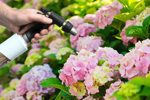 Top Shelf Inline Garden Hose Carbon Water Filter in use to enhance plant health, spraying pink hydrangeas for optimal growth.