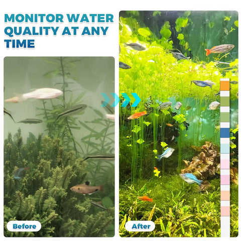 Before and after image of a fish tank demonstrating water clarity using Hardcore Aquarium Test Strips 200 Count 9 In 1 Fish Tank Water Testing Kit.