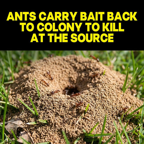 Pro Grade Indoor Ant Colony Buster Bait Stations For Households That Straight Up Wipe Out Worker Ants And Queen visible ant hill with ants carrying bait