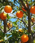 Orange tree with 100 Pack Black Fruit Tree Limb Spreaders for strong branch spreading and crotch angles plastic bonsai trunk tools.