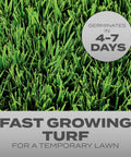 Quick Fix Grass Seed Mix Rapidly Patches Up Bare Lawn Sections Within Four To Seven Days 99 Percent Weed Free grass close-up.