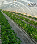 Rows of plants under clear greenhouse with DeWitt logo, using Workhorse Heavy-Duty 3 Oz Weed Control Fabric Ground Cover for Gardens.