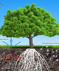Cross-section view showing tree roots protected by breathable non-woven fabric in landscape, highlighting absorption benefits.