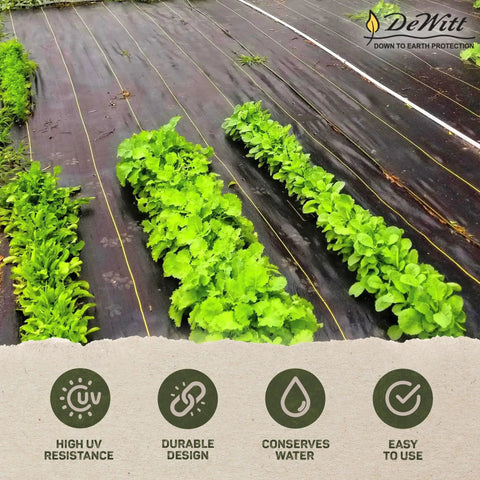 Heavy Duty Weed Barrier Fabric 3.2 Oz 6 X 300 Feet Roll for Greenhouse Floors installed in garden with crops.