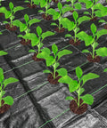 Tough As Nails Heavy Duty Garden Weed Barrier Fabric With Planting Holes 26 By 6.5 Feet Weed Blocking Landscape Cloth Installed in Garden