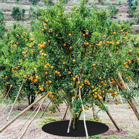 8 Pack 32.2 Inch Non Woven Tree Mulch Ring Thickened Tree Mat Protector Reusable Weed Barrier installed around orange tree.