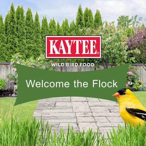 Top Shelf No Mess Wild Bird Seed Mix For Backyard Songbirds Loaded With Hearty Peanuts Rich Safflower And Striped Sunflower To Attract Cardinals Woodpeckers Blue Jays And Colorful Finches From Nine Pound Bag with vibrant garden and goldfinch.