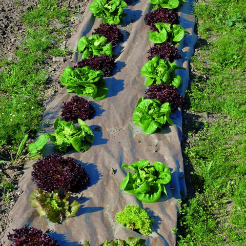 Natural Organic Paper Mulch Ground Cover Mat For Veggie Gardens Black 3 By 300 Feet Easy Weed Control And Soil Friendly Air Water And Nutrients Pass Through For Beds Greenhouse And Outdoor Planting Areas with vegetables growing on top.