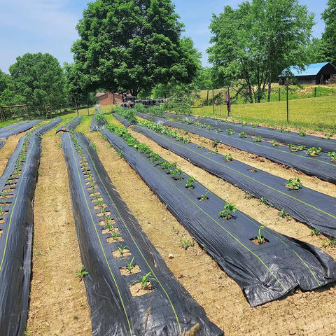 Heavy Duty 3oz Weed Barrier Fabric 4ft By 300ft Permeable Ground Cover For Garden And Lawn Projects installed on garden rows