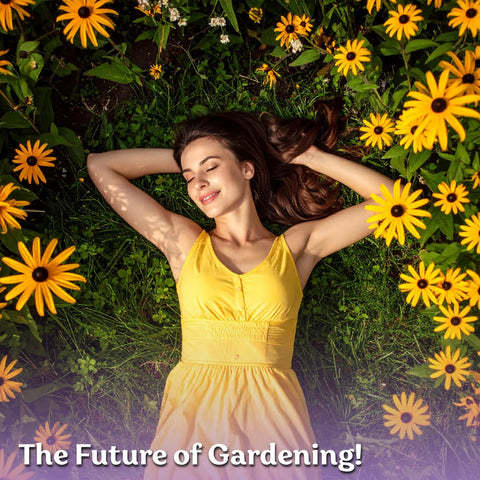 Top Shelf 10000 Black Eyed Susan Heirloom Flower Seeds For Planting with a woman lying among vibrant yellow daisies in sunlight.