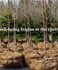 Rows of young trees in burlap-wrapped root balls with a backdrop of greenery, emphasizing the importance of roots.